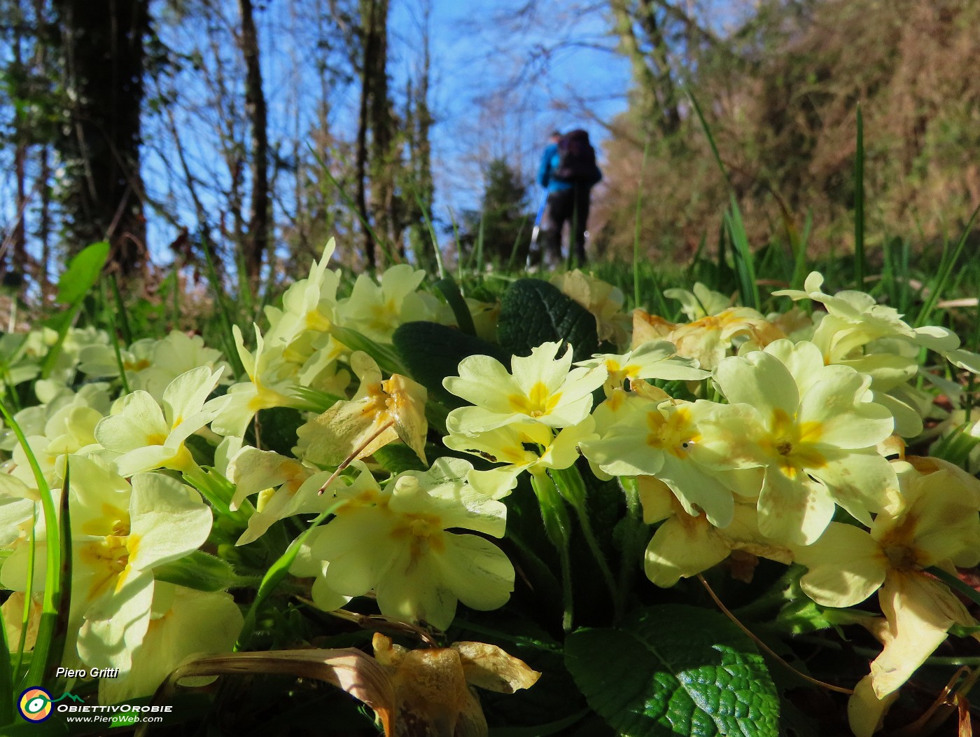 14 Primula vulgaris-Primule.JPG